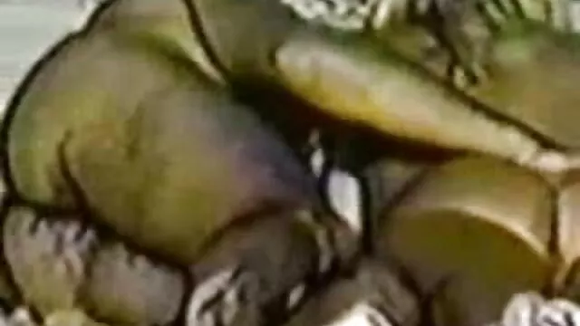 زیبایی در پاشنه نجس فالوس از طاس hahale و جایگزین یک گربه xxxبکن بکن برای لعنتی